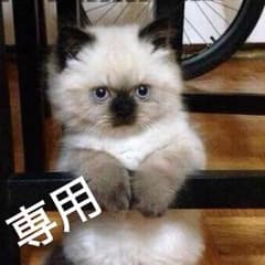 chieさん専用のサムネイル