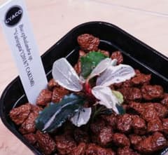 Bucephalandra sp. variegata Hn:福袋 CAKUMI Bucephalandra sp. Variegata Hn:福袋 CAKUMI - メルカリ