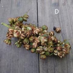 ヒメヤシの種☆ 6/3収穫 1房 Dのサムネイル