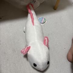 うぱちゅーす ぬいぐるみ ウーパールーパーのサムネイル