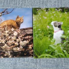 岩合光昭 猫 クリアファイル 2枚セットのサムネイル