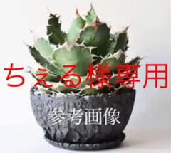 ちぇる様専用アガベオテロイ種子10粒のサムネイル