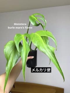 モンステラ デリシオーサ バールマルクスフレーム メルカリ便 A*I様 【棚整理セール‼️】モンステラ バールマルクス 希少 レア 人気