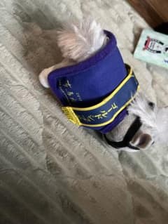 競走馬ぬいぐるみ ゴールドシップ号 有馬記念勝負服Sサイズのサムネイル