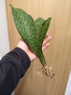 く*ろ様 サンスベリア マッソニアナ　多肉植物のサムネイル