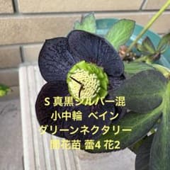 クリスマスローズ 苗 開花苗 S ブラック シルバー スレート 5号鉢のサムネイル