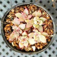 ラスト 中里リンゼアナ実生 自家受粉苗 - メルカリ