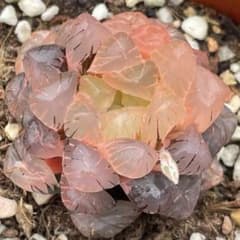 多肉植物 ハオルチア OB-1オブツーサ錦 鮮明錦 糊斑 超美品 - メルカリ