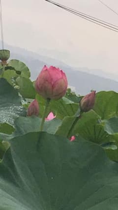ハスの花のサムネイル