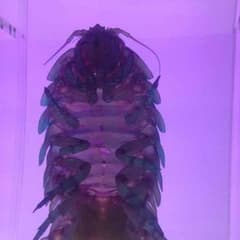 わ様専用のサムネイル