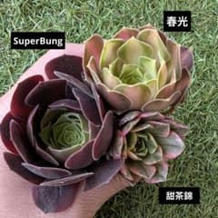 カット苗 多肉植物 アエオニウム 3品種セット - メルカリ
