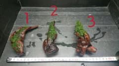 プレミアムモス ２ヶ月経ちました ３本セット ４のサムネイル