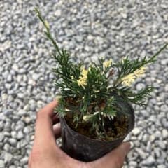 真柏斑入り盆栽苗 - メルカリ