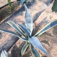 アガベ フランゾシニーに(アガベ　フランツォーシーニ)蒼白の美種　親株1点のみ アガベ フランゾシニーに(アガベフランツォーシーニ)蒼白の美種