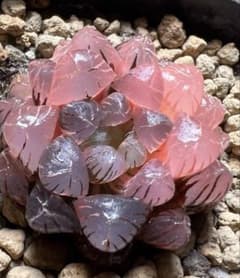 多肉植物 ハオルチア 赤太陽錦 鮮明錦 極上斑 - メルカリ