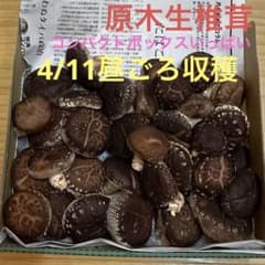 新鮮な生椎茸 コンパクトボックス入るだけのサムネイル