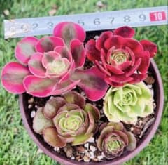 特価 多肉植物 アエオニウム 5苗セット 根&カット苗 - メルカリ
