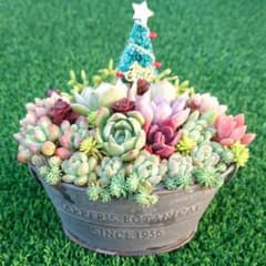 ２ そのまま飾れる 多肉植物 寄せ植え  X'masピック付きのサムネイル