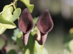 アリストロキア　バエティカ　種子10粒　ウマノスズクサ　奇花　観葉植物のサムネイル