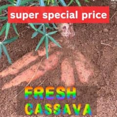 キャッサバ生芋 『ミネラルたっぷり』 20kg❣️鮮度保持チルド便発送