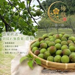 【無農薬】青梅1キロのサムネイル
