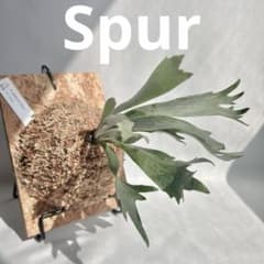 P. Willinckii Spur(TC) 【14】 - メルカリ
