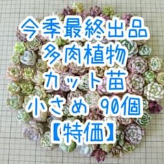 90-9　最終出品　【おまかせ】　多肉植物　カット苗　小さめ　90個以上のサムネイル