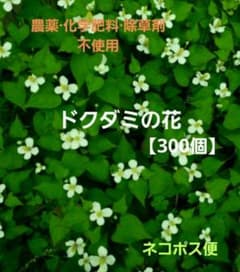 どくだみの花【300個】※農薬.除草剤不使用のサムネイル