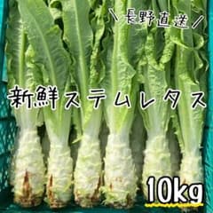 新鲜莴笋/朝採り/茎レタス/ステムレタス/長野県産/10kg入 冷蔵便】新鲜莴笋/朝採り/茎レタス/ステムレタス/長野県産/10kg入 グリーン