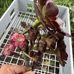多肉植物。アエオニウム花蝴蝶法師錦抜き苗 - メルカリ