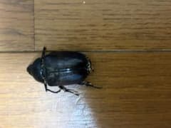 グランドシロカブトメス 標本のサムネイル