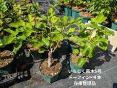 ドーフィン×4本 いちじく苗木5号 在庫整理品 激安 ② - メルカリ
