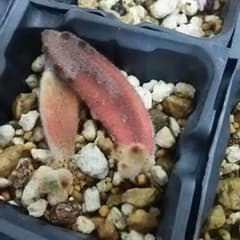 tae様 確認用 多肉植物のサムネイル