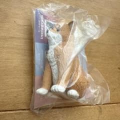きょとん。　柴犬のサムネイル