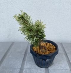 （取り引き限定）希少 蛇の目 五葉松 斑入り 花火 花吹雪 m75840338550_1.jpg?1753840548