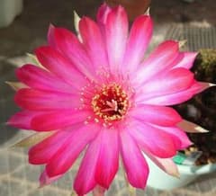ゆ*ん様 花サボテン 「PH」 カキ子 1つ バイカラー美花 サボテン