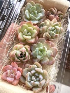 現品発送❣️カラフル系8苗詰め合わせセット❣️多肉植物 韓国苗 寄せ