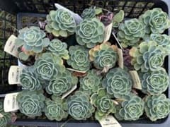 多肉植物　七福神　2.5号23ポットのサムネイル