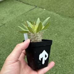 パキポディウム　ホロンベンセ実生21 塊根植物　コーデックスのサムネイル