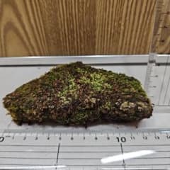 苔玉 天然石と苔 約13cm x 2cm　⑮のサムネイル