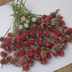 千日紅　茎付き　75本　ストロベリーフィールド　大粒　ドライフラワーのサムネイル