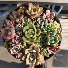 多肉植物 寄せ植え用 ちまちま寄せのサムネイル