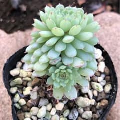 多肉植物　ビンセントカトーのサムネイル