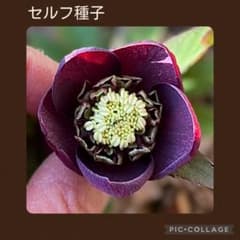 セルフ種子□#古4□なんちゃって雅 クリスマスローズ - メルカリ