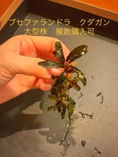 ブセファランドラ sp.クダガン　大型株　完全水中葉　複数購入可②のサムネイル