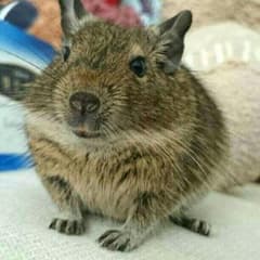 発熱みく様専用♪ボカロCDのサムネイル