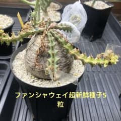 ユーフォルビア　ファンシャウェイ　超新鮮種子　5粒　自家採取 ユーフォルビア ファンシャウェイ 超新鮮種子 5粒 自家採取 - メルカリ