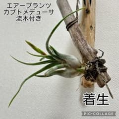 エアープランツ カプトメデューサ 着生 流木付き 花芽出てきました