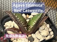 Agave titanota”Red Catweezleのサムネイル