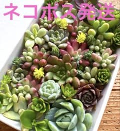 多肉植物♡セダム 韓国苗 寄せ植え 詰め合わせセット♡つぶつぶ